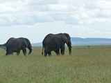 Serengeti-Tansania-067