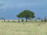 Serengeti-Tansania-077