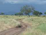 Serengeti-Tansania-085