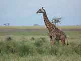 Serengeti-Tansania-087