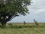 Serengeti-Tansania-088