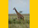Serengeti-Tansania-089