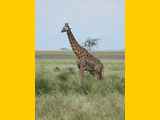 Serengeti-Tansania-090