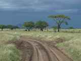 Serengeti-Tansania-095