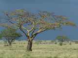 Serengeti-Tansania-099