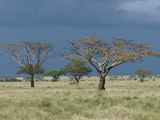 Serengeti-Tansania-100