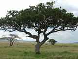 Serengeti-Tansania-103