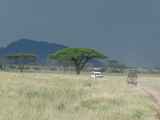 Serengeti-Tansania-139