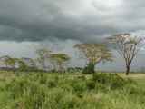 Serengeti-Tansania-141