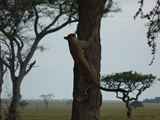 Serengeti-Tansania-149