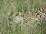 Serengeti-Tansania-152