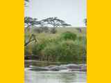 Serengeti-Tansania-163