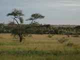 Serengeti-Tansania-194