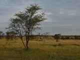 Serengeti-Tansania-195