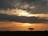 Serengeti-Tansania-224