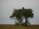 Serengeti-Tansania-231