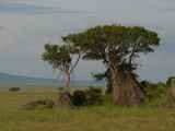 Serengeti-Tansania-239