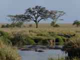 Serengeti-Tansania-248