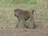 Serengeti-Tansania-257