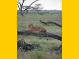 Serengeti-Tansania-284