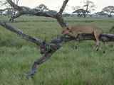 Serengeti-Tansania-288