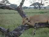 Serengeti-Tansania-290