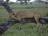 Serengeti-Tansania-291