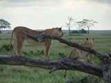 Serengeti-Tansania-292