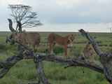 Serengeti-Tansania-299