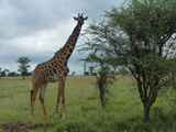 Serengeti-Tansania-321