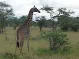 Serengeti-Tansania-323