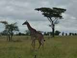 Serengeti-Tansania-326