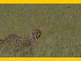 Serengeti-Tansania-328