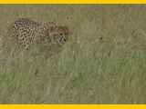 Serengeti-Tansania-329