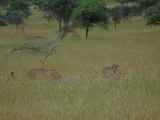 Serengeti-Tansania-330