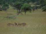 Serengeti-Tansania-333