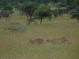 Serengeti-Tansania-334
