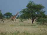 Serengeti-Tansania-342