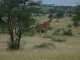 Serengeti-Tansania-344