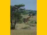 Serengeti-Tansania-346