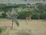 Serengeti-Tansania-349