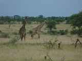 Serengeti-Tansania-352