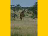 Serengeti-Tansania-353