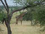 Serengeti-Tansania-355