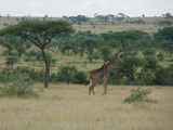 Serengeti-Tansania-359
