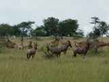 Serengeti-Tansania-364