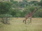 Serengeti-Tansania-369