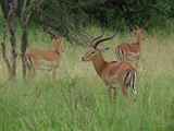 Serengeti-Tansania-374