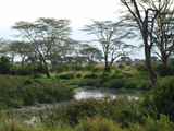 Serengeti-Tansania-453