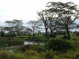 Serengeti-Tansania-454